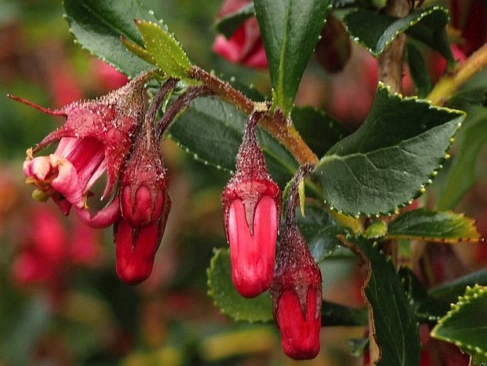 Escallonia rubra