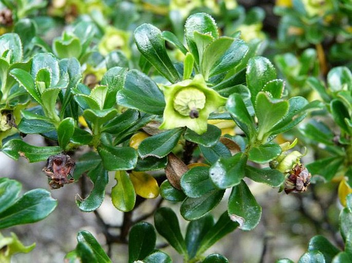 Escallonia myrtilloides