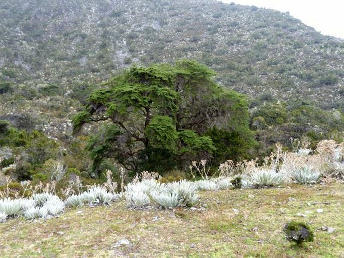 Escallonia myrtilloides