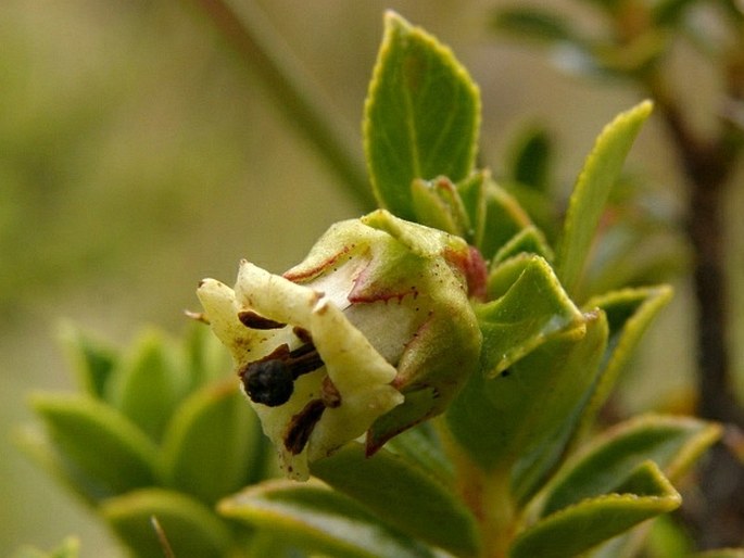 Escallonia myrtilloides