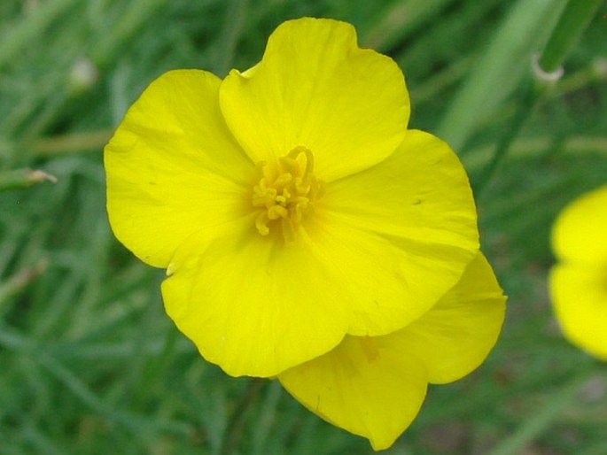 Eschscholzia lobbii