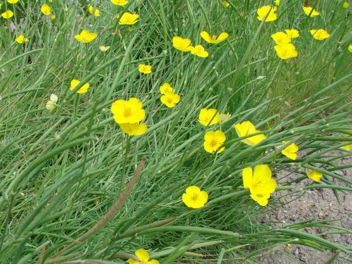 Eschscholzia lobbii