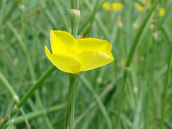 Eschscholzia lobbii