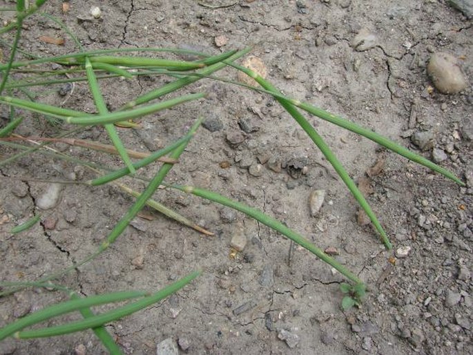 Eschscholzia lobbii