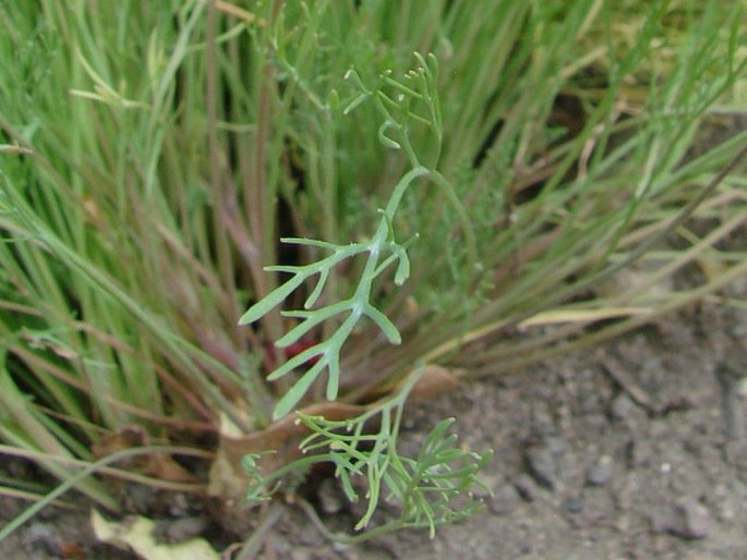 Eschscholzia lobbii