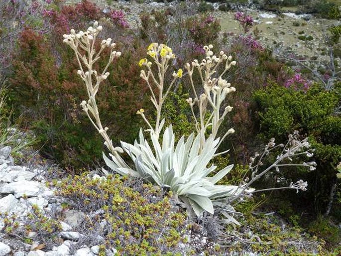 Espeletia schultzii