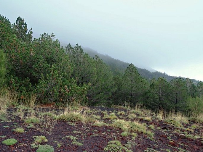 Etna