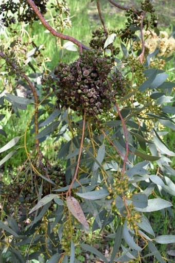 Eucalyptus socialis