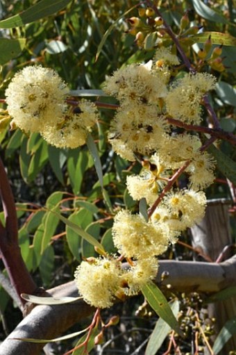 Eucalyptus socialis