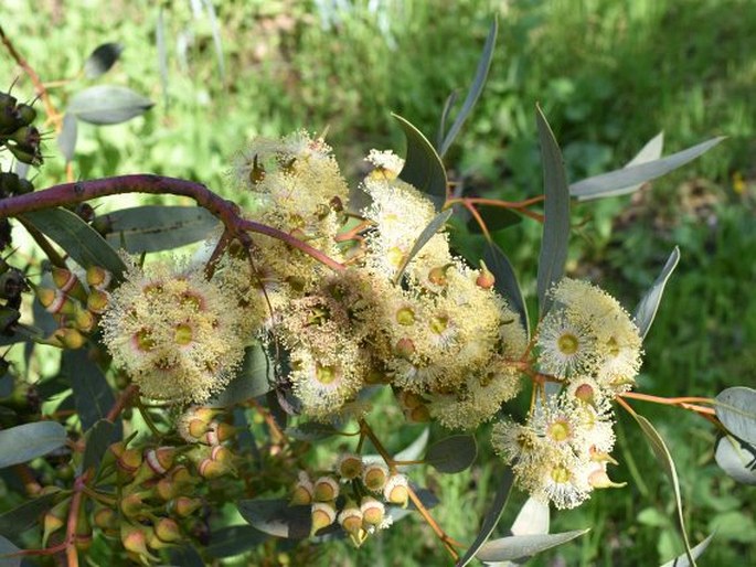 Eucalyptus socialis