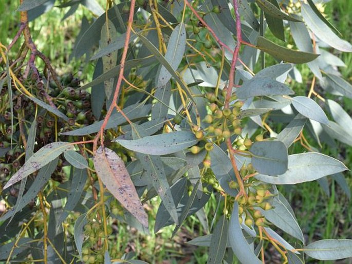 Eucalyptus socialis