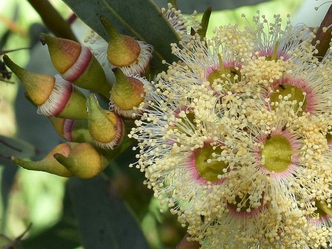 Eucalyptus socialis