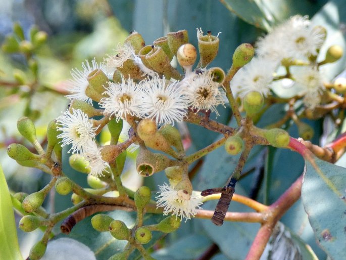 Eucalyptus largiflorens