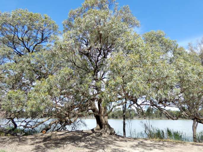 Eucalyptus largiflorens