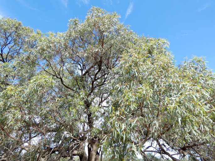 Eucalyptus largiflorens