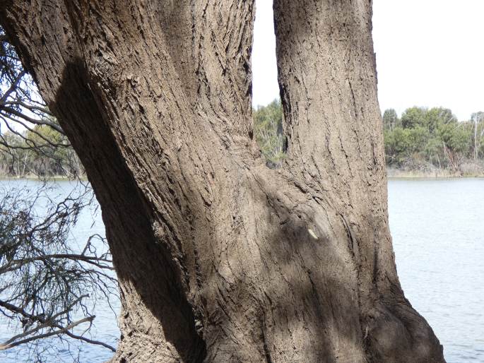 Eucalyptus largiflorens