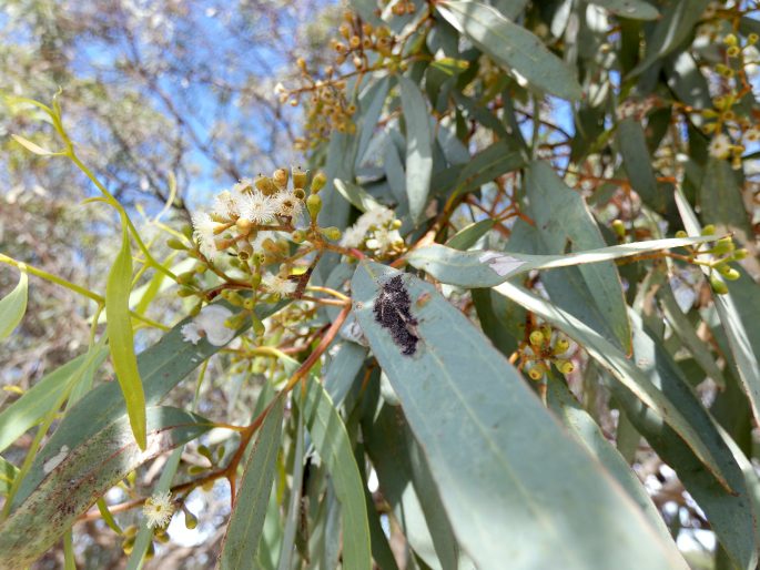 Eucalyptus largiflorens