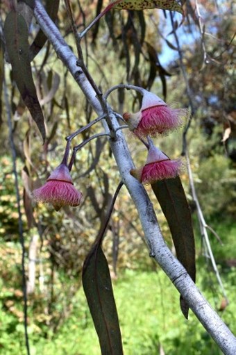 Eucalyptus caesia