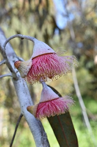 Eucalyptus caesia