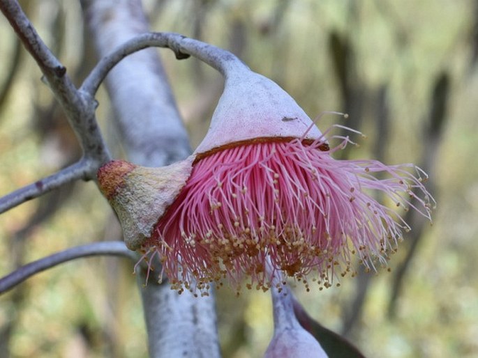 Eucalyptus caesia