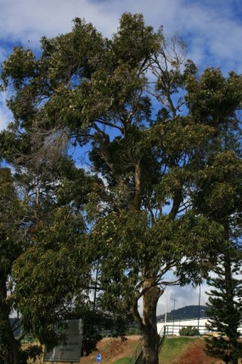 Eucalyptus camaldulensis