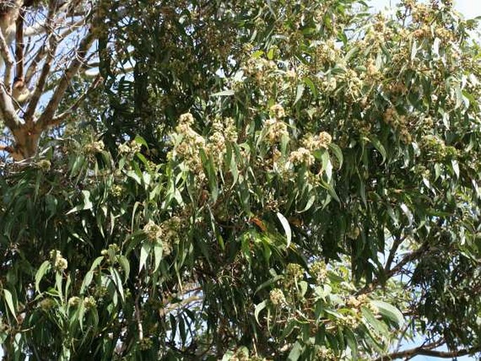 Eucalyptus camaldulensis