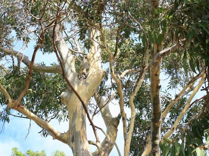 Eucalyptus camaldulensis