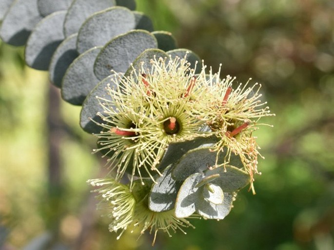 Eucalyptus kruseana