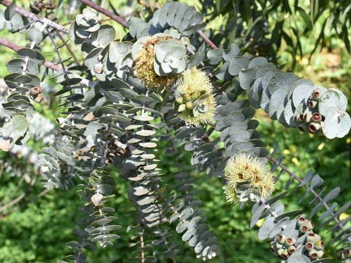 Eucalyptus kruseana