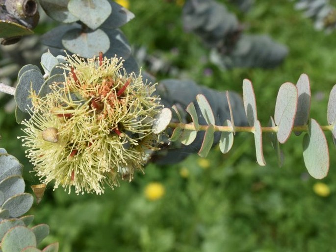 Eucalyptus kruseana