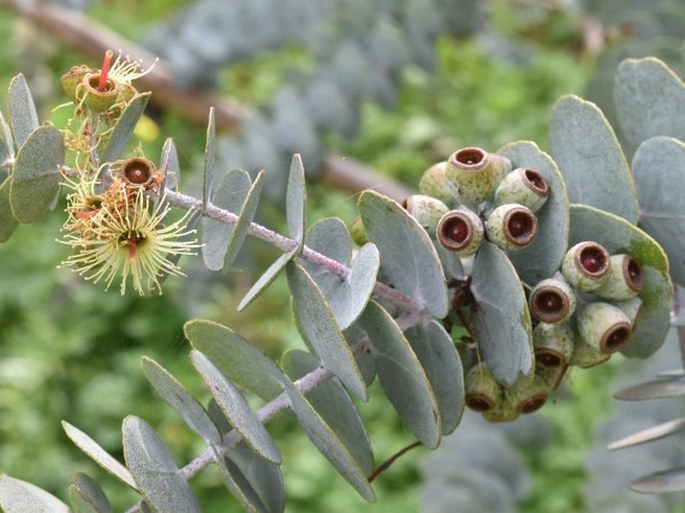 Eucalyptus kruseana