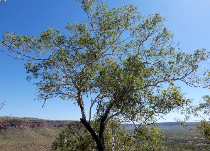 Eucalyptus miniata