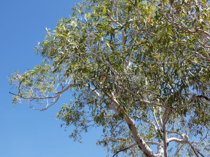 Eucalyptus miniata