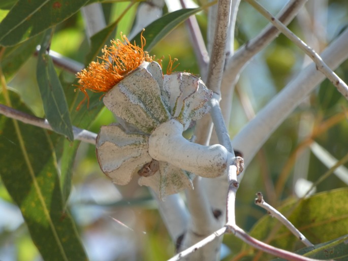 Eucalyptus miniata