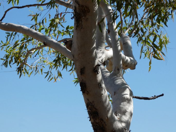 Eucalyptus miniata