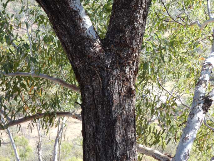 Eucalyptus miniata