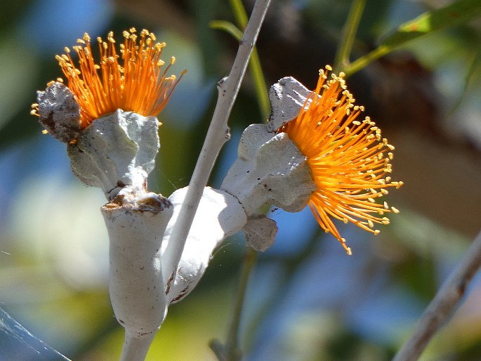 Eucalyptus miniata