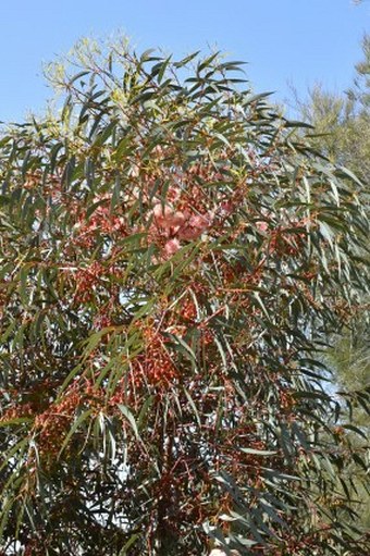 Eucalyptus torquata