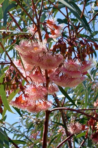 Eucalyptus torquata