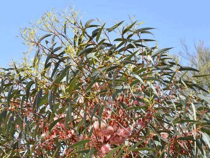 Eucalyptus torquata