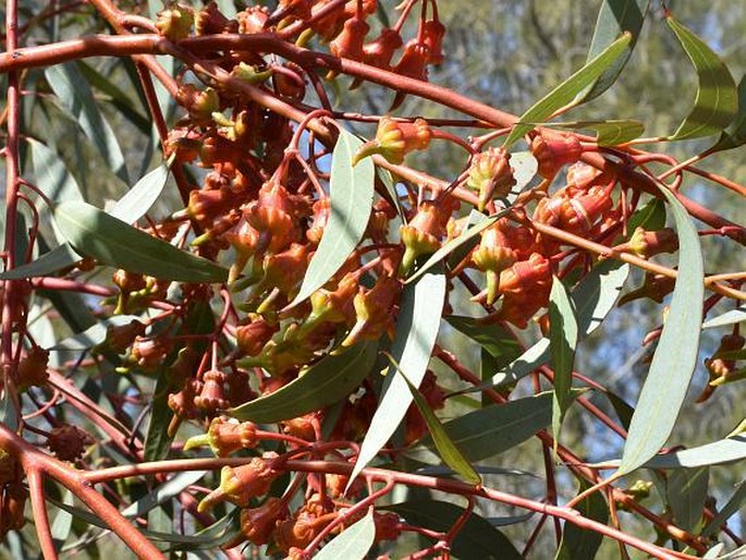 Eucalyptus torquata