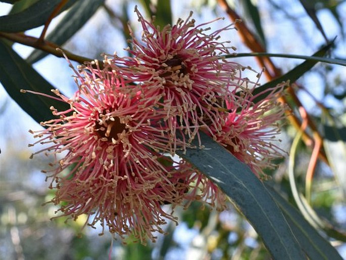 Eucalyptus torquata