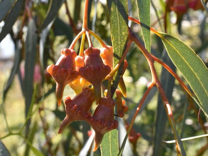 Eucalyptus torquata