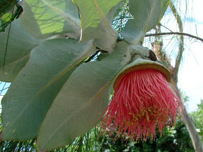 EUCALYPTUS MACROCARPA Hook. – blahovičník