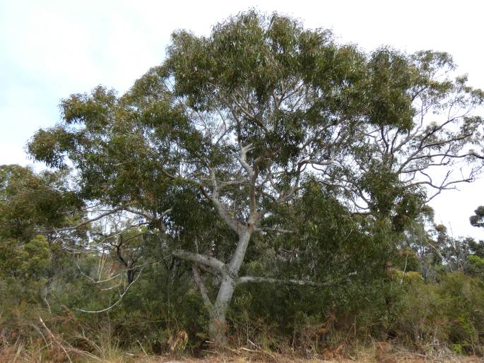 Eucalyptus racemosa