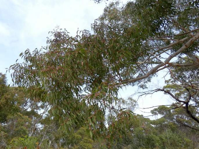 Eucalyptus racemosa