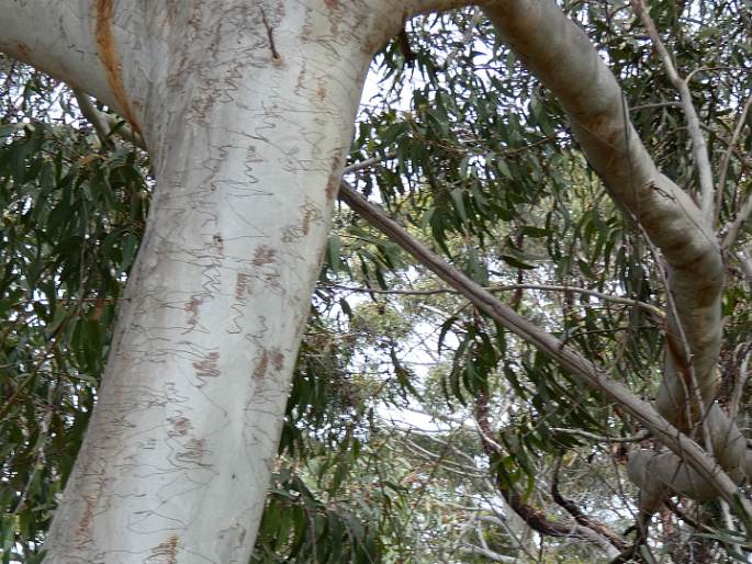 Eucalyptus racemosa