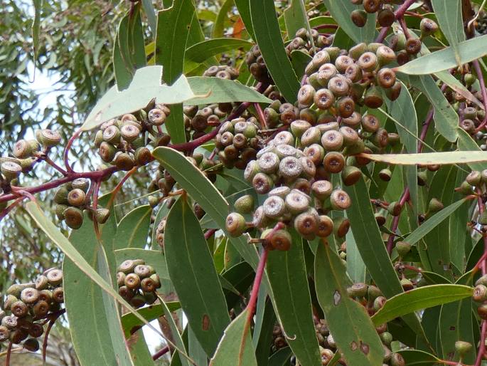 Eucalyptus racemosa