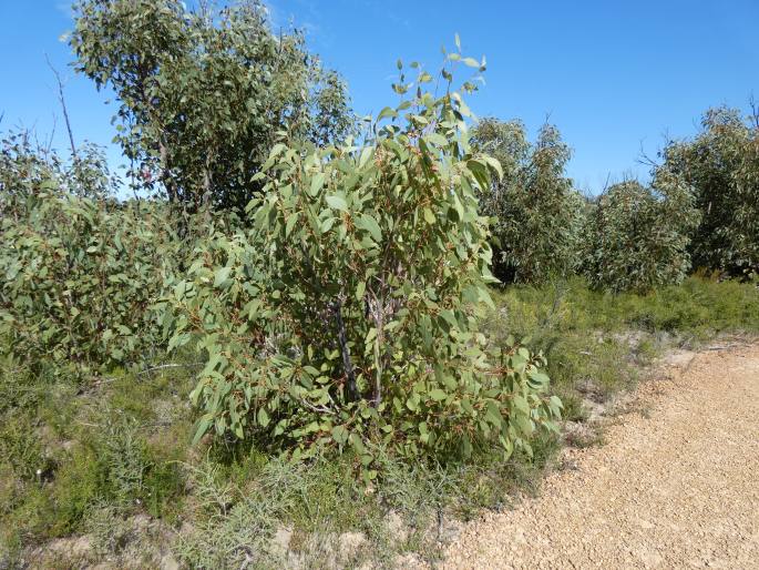 Eucalyptus cosmophylla