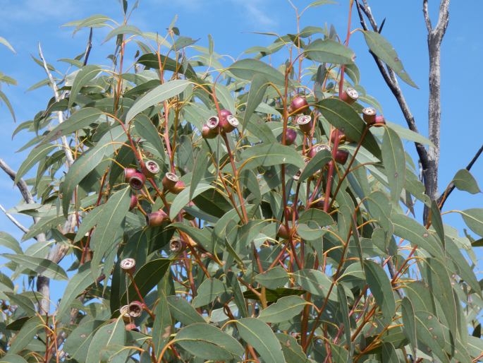 Eucalyptus cosmophylla